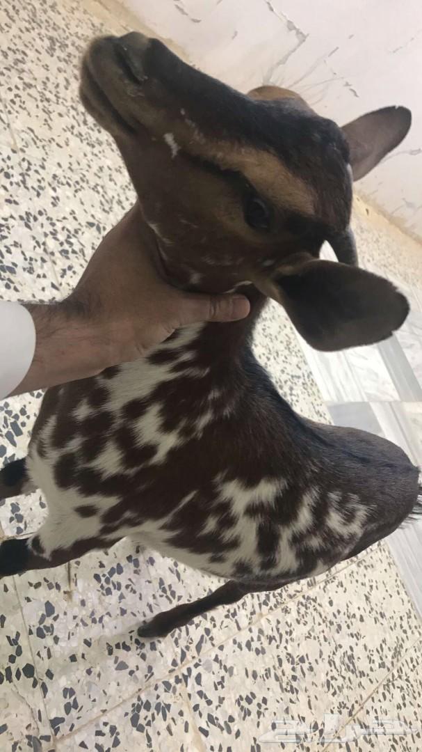 الخروف المشوي ومندي وحنيذ باقل الاسعار