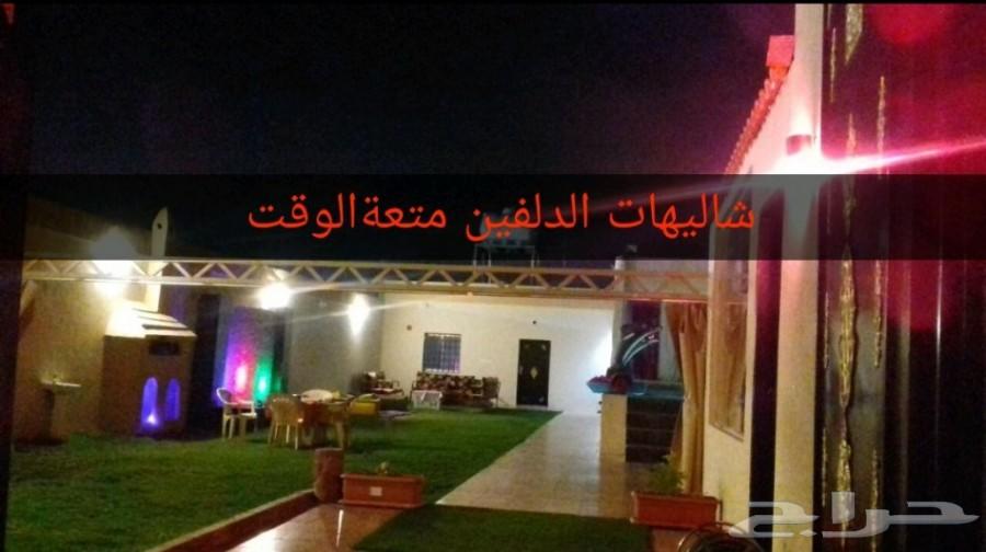 شاليهات الدلفين للألعاب المائيه عروض خاصه.