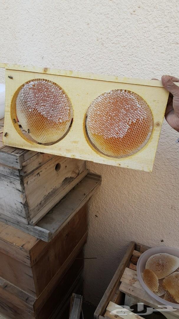 عسل سدر