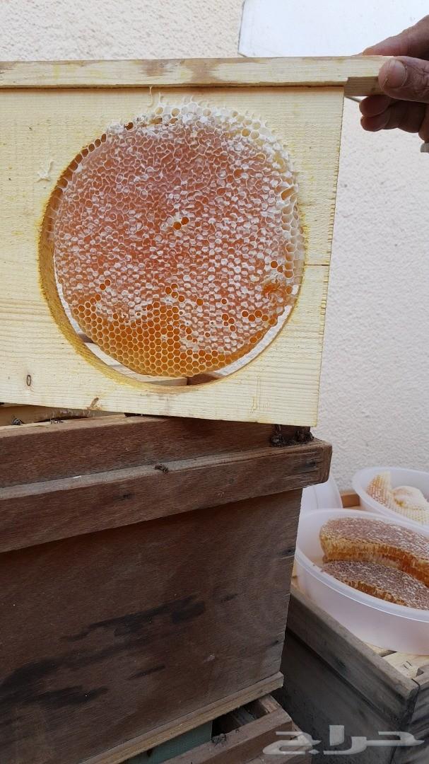 عسل سدر