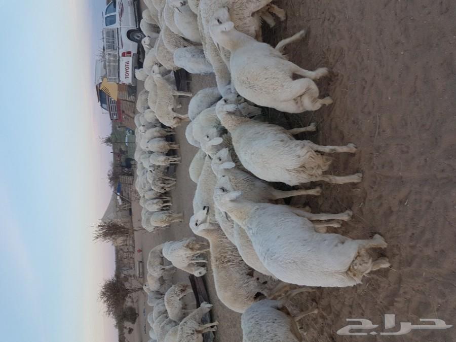 غنم حرية طيبة للبيع