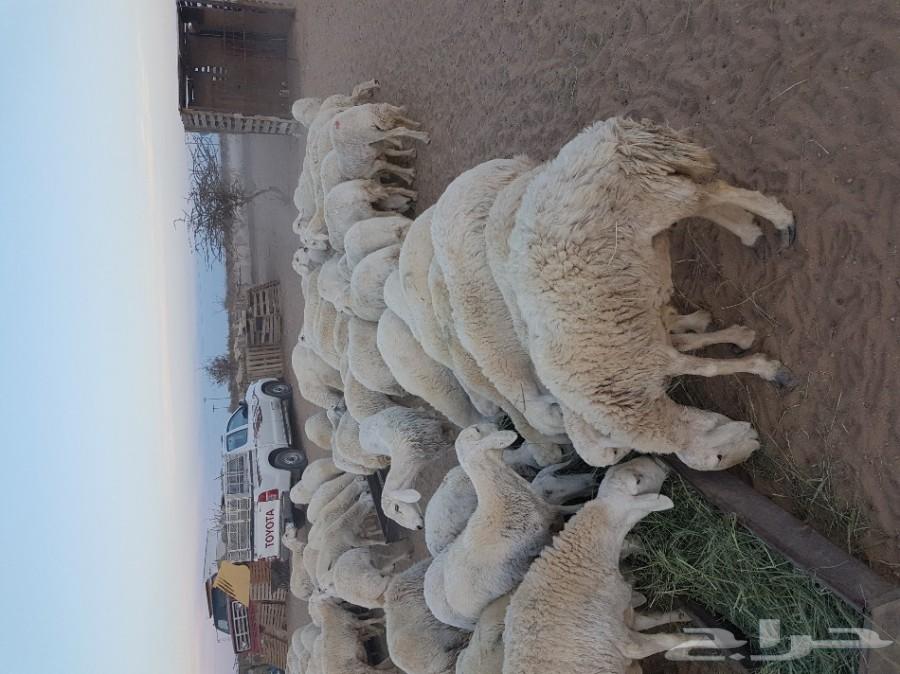 غنم حرية طيبة للبيع