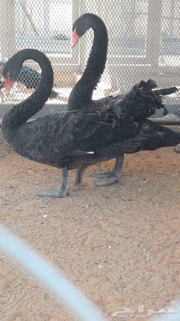 جوز بجع (سوان) أسود فاخر
