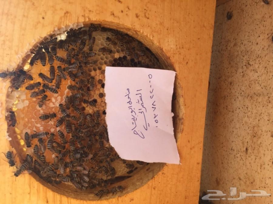 جمعتكم عسل سدر بلدي فاخر