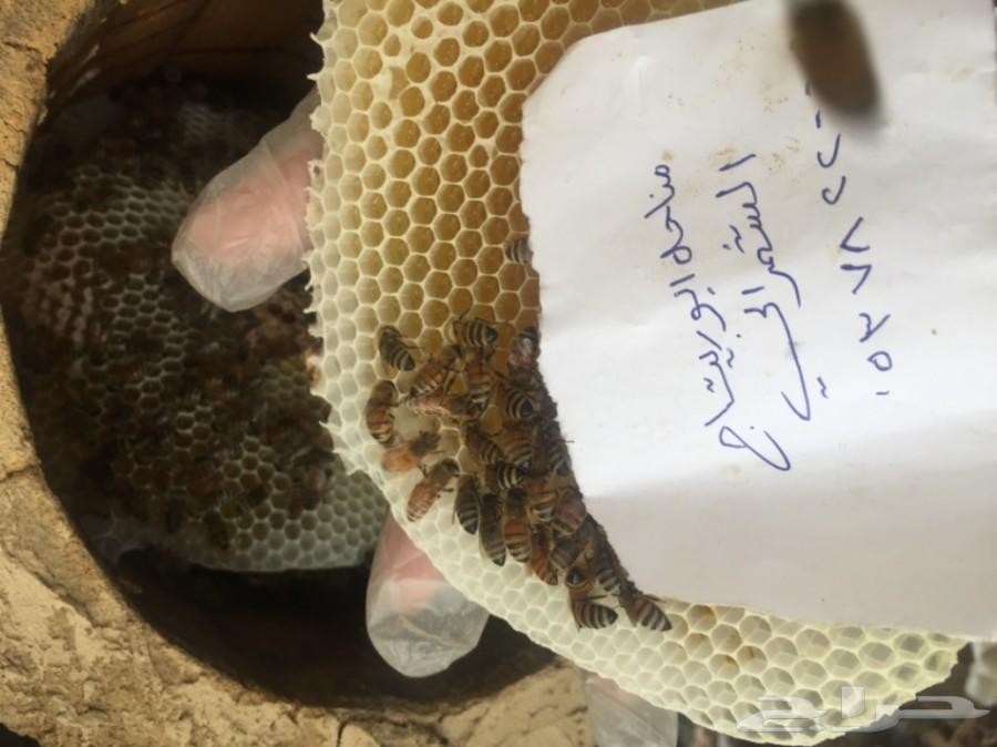 جمعتكم عسل سدر بلدي فاخر