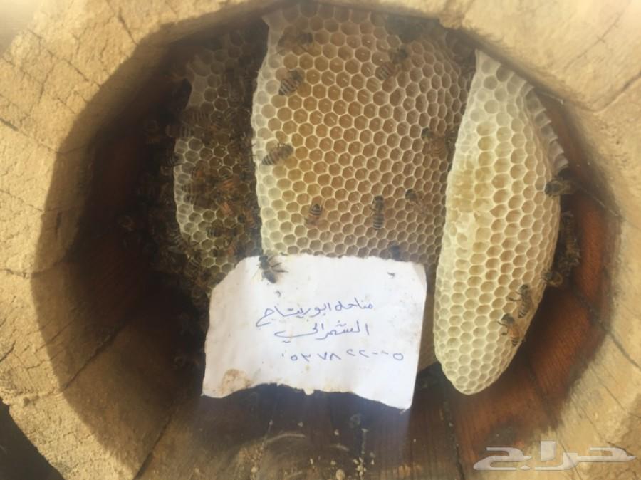 جمعتكم عسل سدر بلدي فاخر