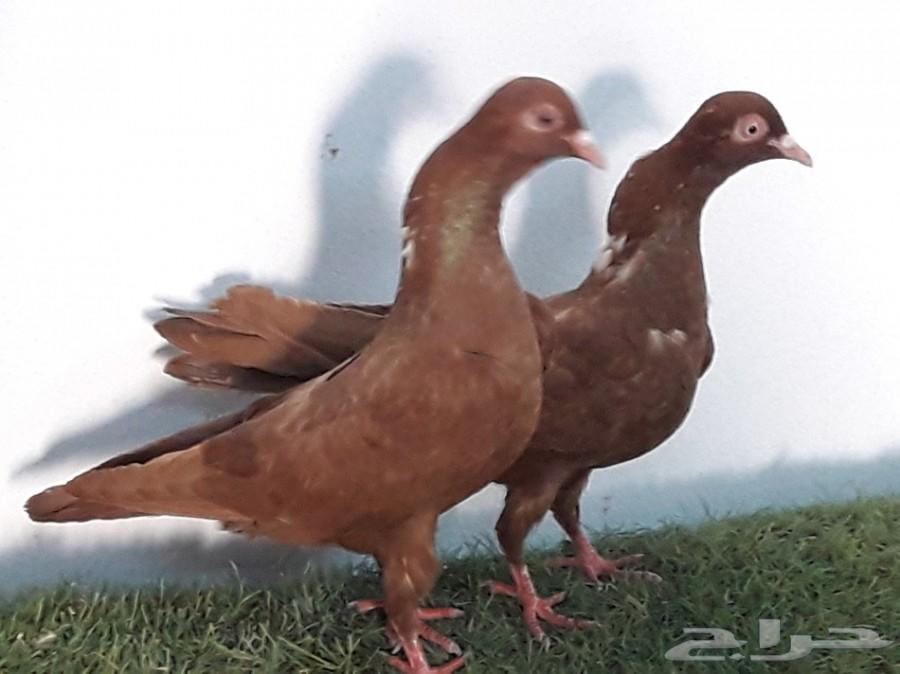 جوز حمام كوبرا (شكر) هزاز top فاخر(تم البيع)