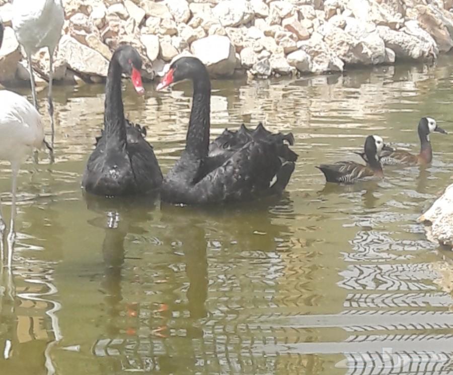 جوز بجع (سوان) أسود فاخر