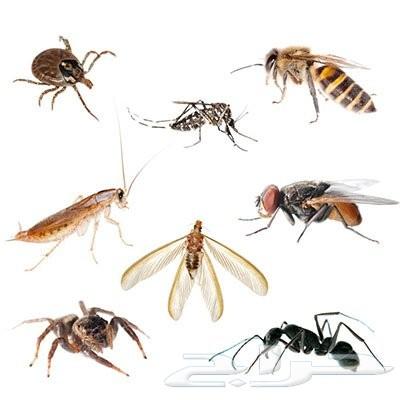 شركة رش مبيد رش مبيدات مكافحة حشرات