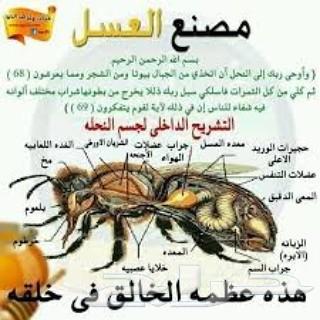 عسل صافي وعسل المتزوجين(من الافضل في العالم)