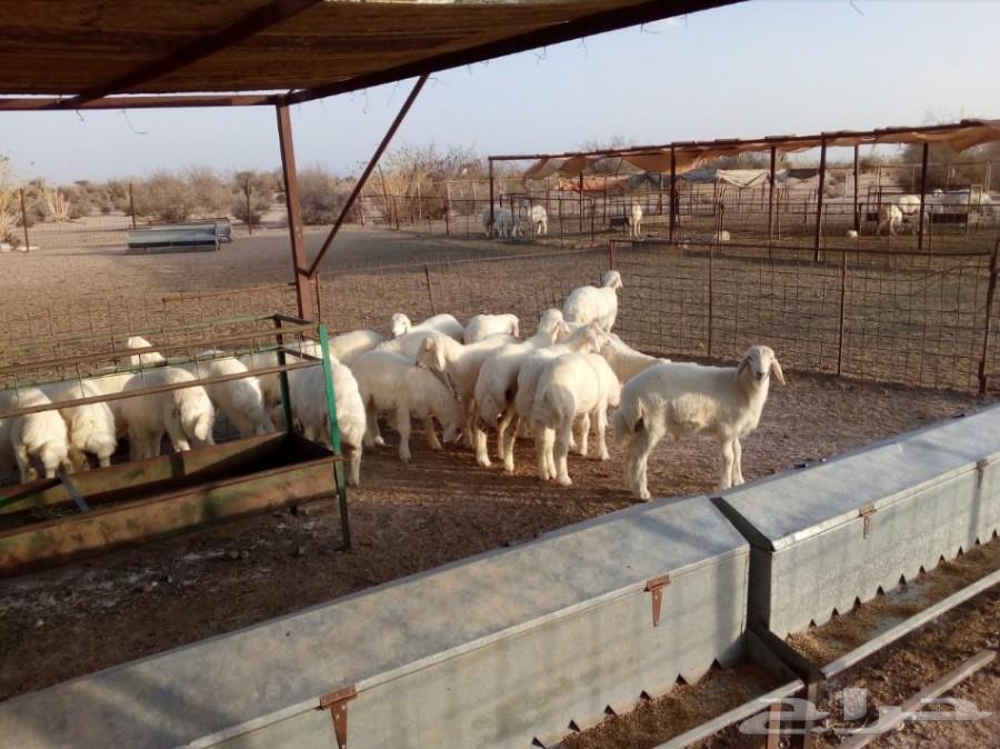بهم حري (تم البيع بفضل اللة)