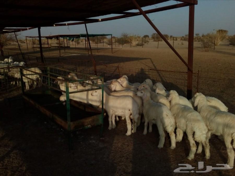 بهم حري (تم البيع بفضل اللة)