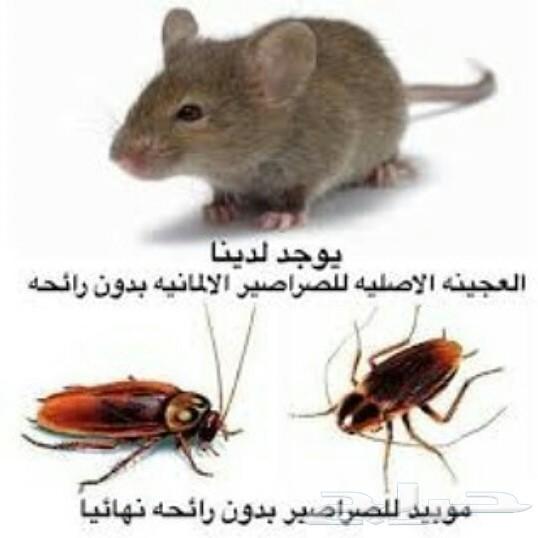 شركة رش مبيد حشرات تنظيف منازل خزانات كنب