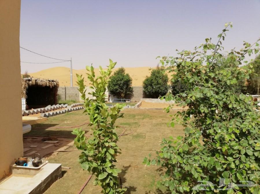 مزرعة للإيجار والبيع في أم شيح شرق الأسياح