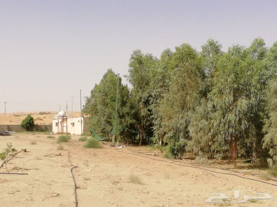 مزرعة للإيجار والبيع في أم شيح شرق الأسياح