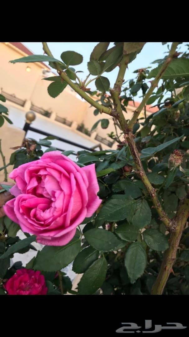 منتجع رويال ( الطايف _ الحوية ) جديد