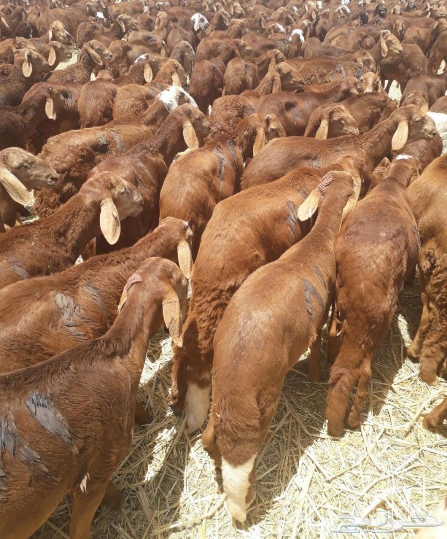 سواكني (جمله) 260 ريال