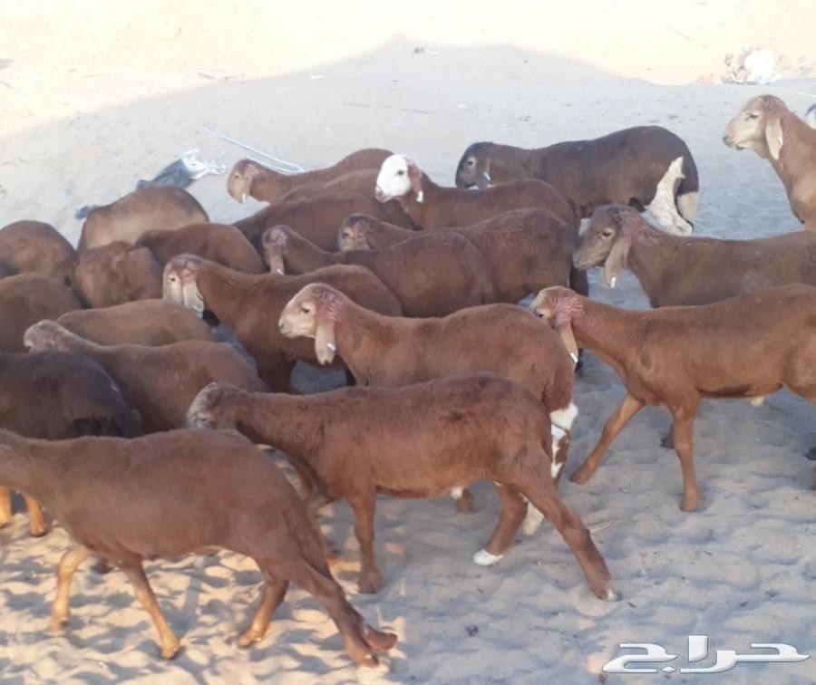 سواكني (جمله) 260 ريال