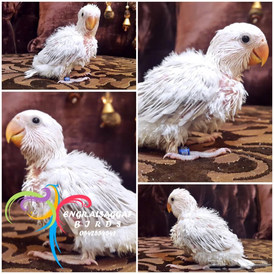 فرخ روز غر باليد دبل دارك أوبلاين لون مميز