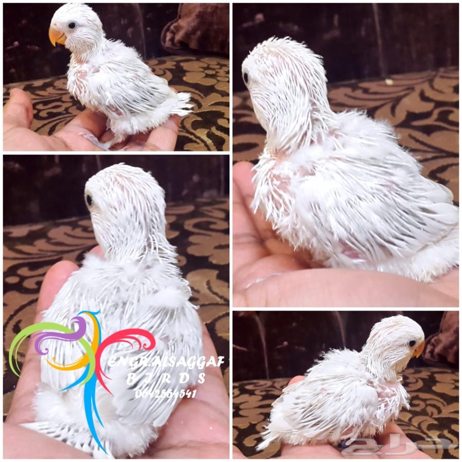 فرخ روز غر باليد دبل دارك أوبلاين لون مميز