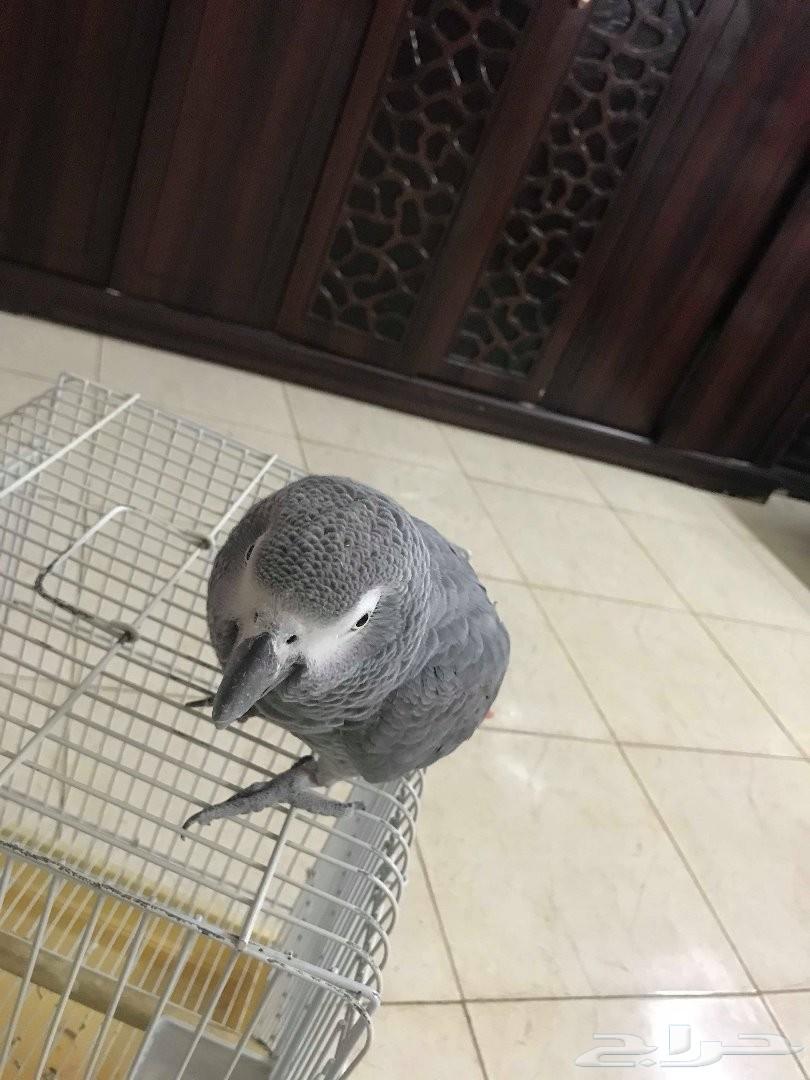 كاسكو أفريقي حجم سوبر جامبو متكلم