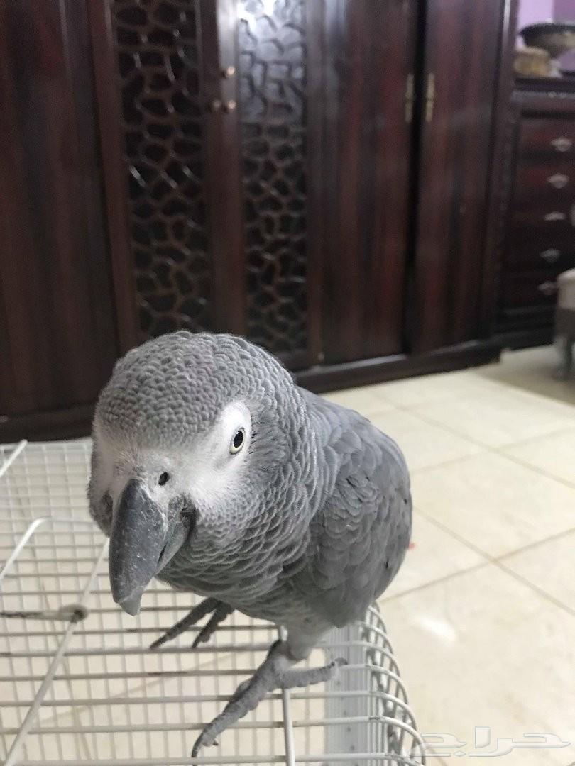 كاسكو أفريقي حجم سوبر جامبو متكلم