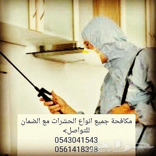 شركة مكافحة حشرات بالرياض