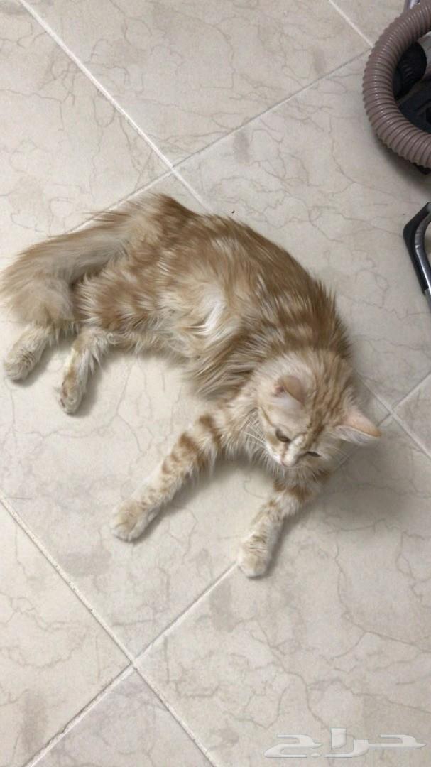 للبيع قطه شيرازيه انثى حامل