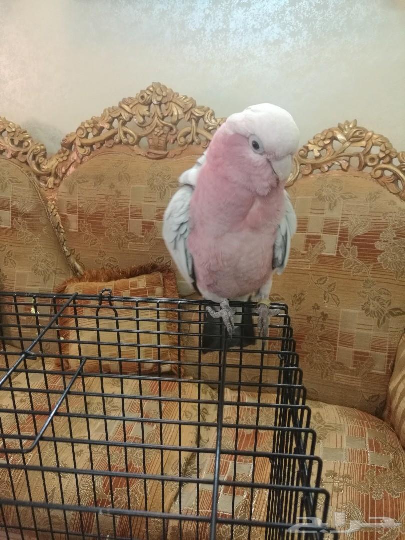 كوكاتو جالا هدد ( تم البيع )