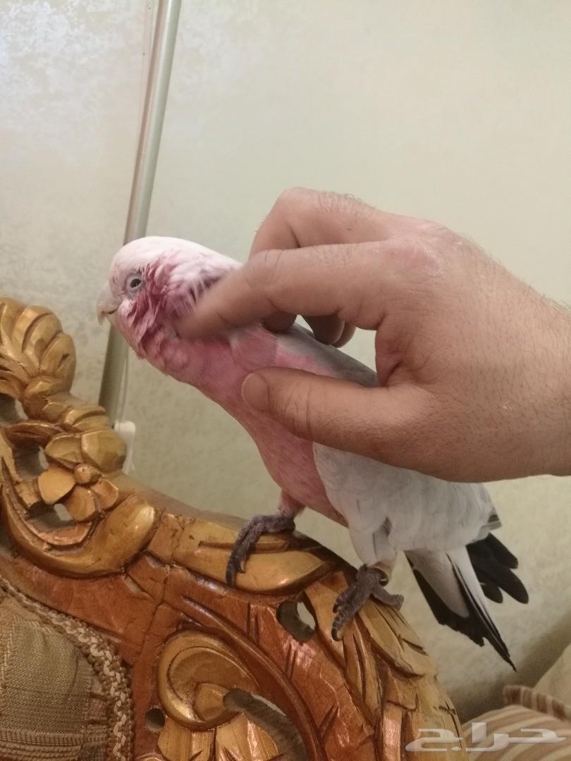 كوكاتو جالا هدد ( تم البيع )