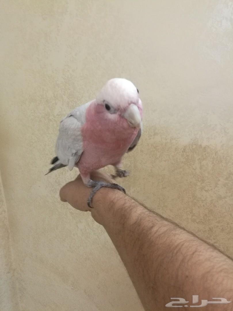 كوكاتو جالا هدد ( تم البيع )