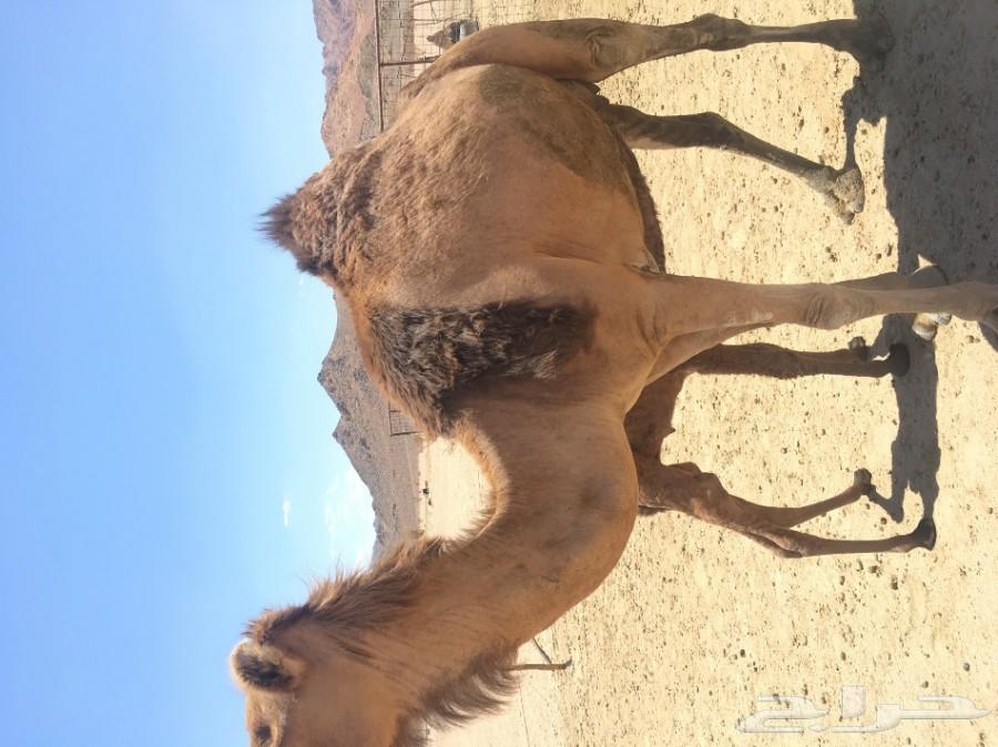 ناقة خلفة