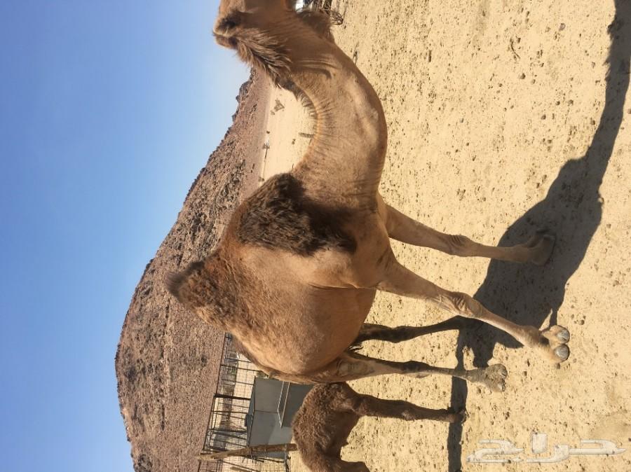 ناقة خلفة