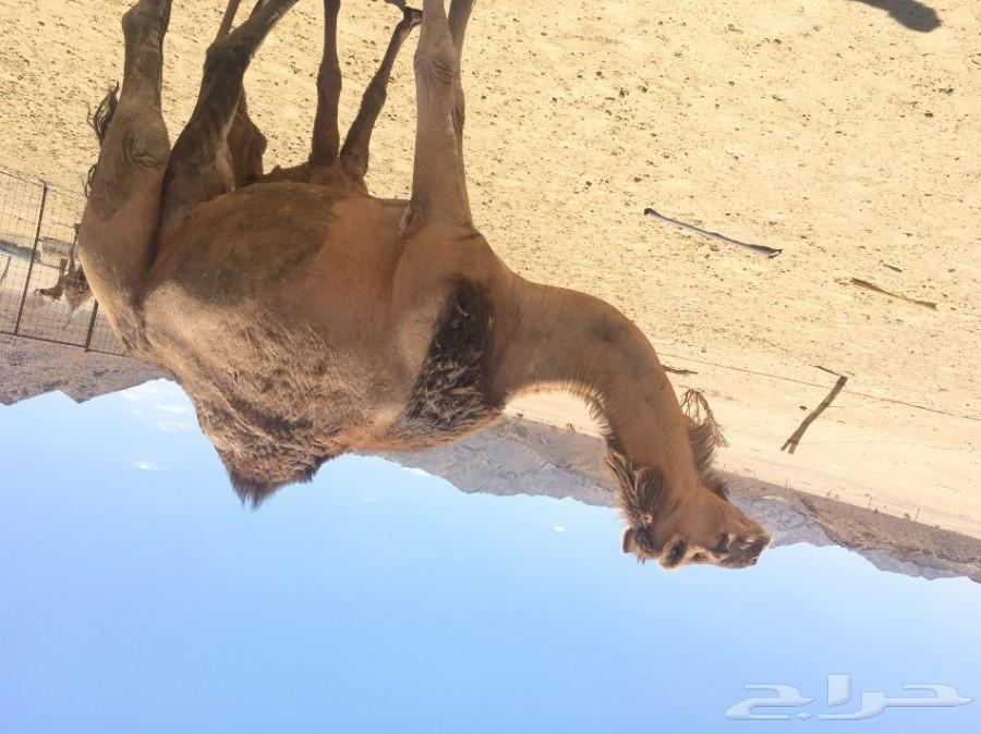 ناقة خلفة