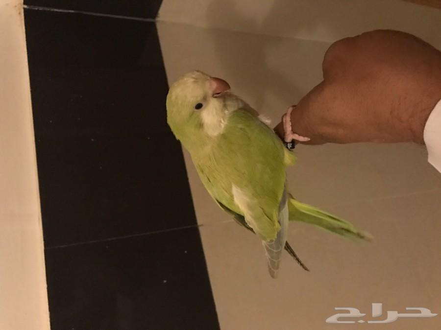 كويكر مفطوم