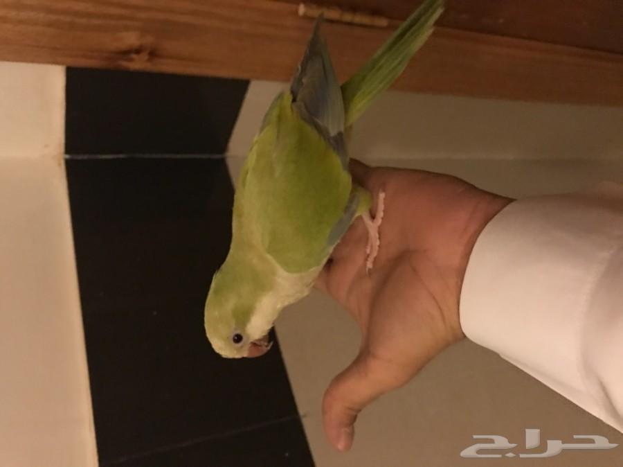 كويكر مفطوم