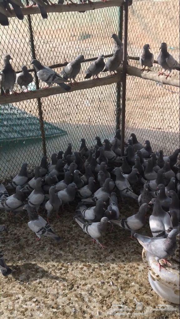 للبيع طبات فرنسي سلفر سوبر جامبو 25 جوز