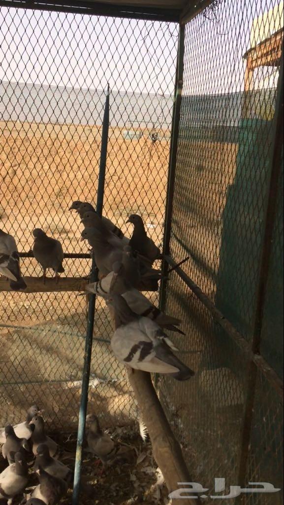 للبيع طبات فرنسي سلفر سوبر جامبو 25 جوز