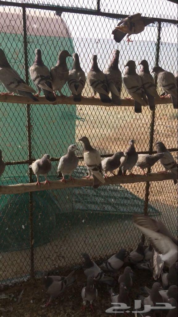للبيع طبات فرنسي سلفر سوبر جامبو 25 جوز