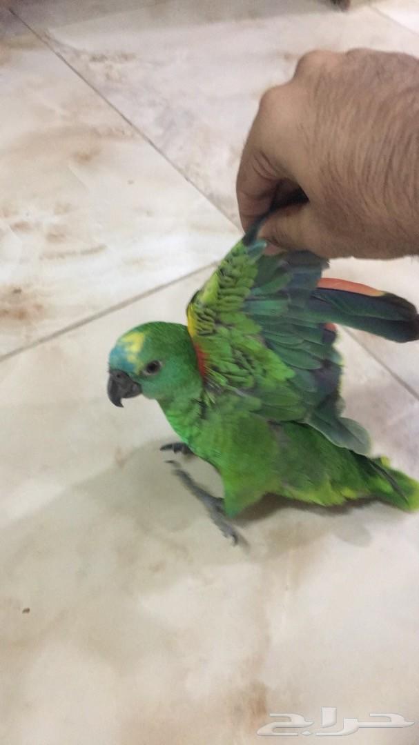ببغاء أمازوني بلوفرنتد