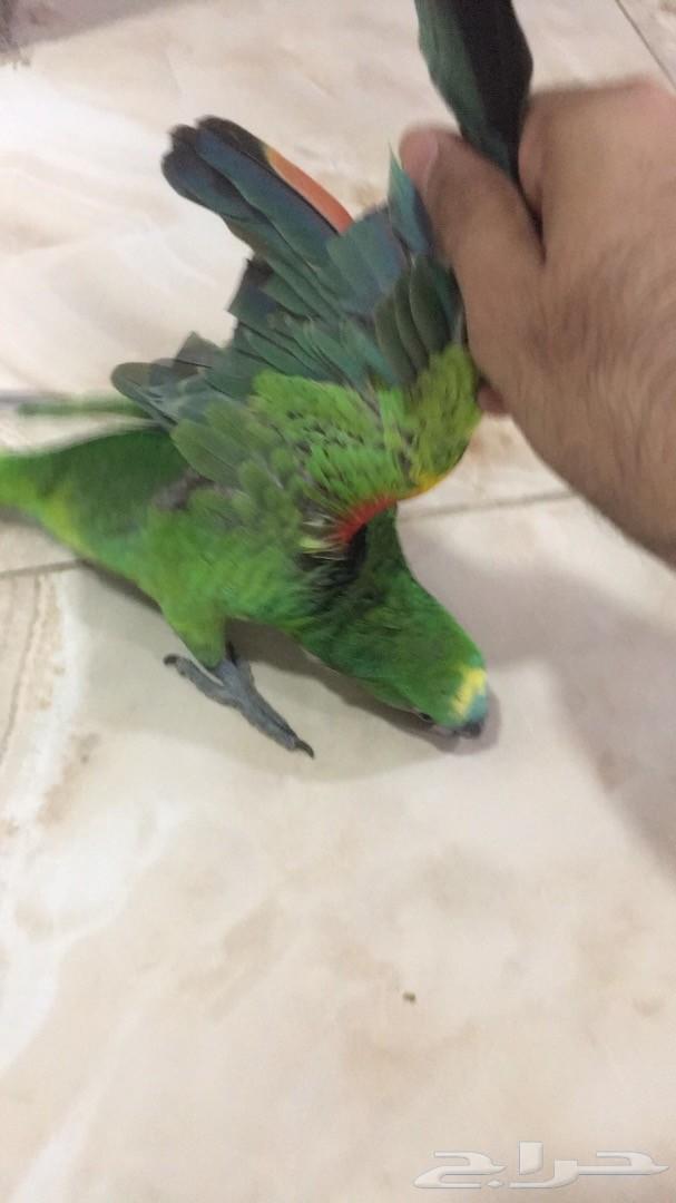ببغاء أمازوني بلوفرنتد