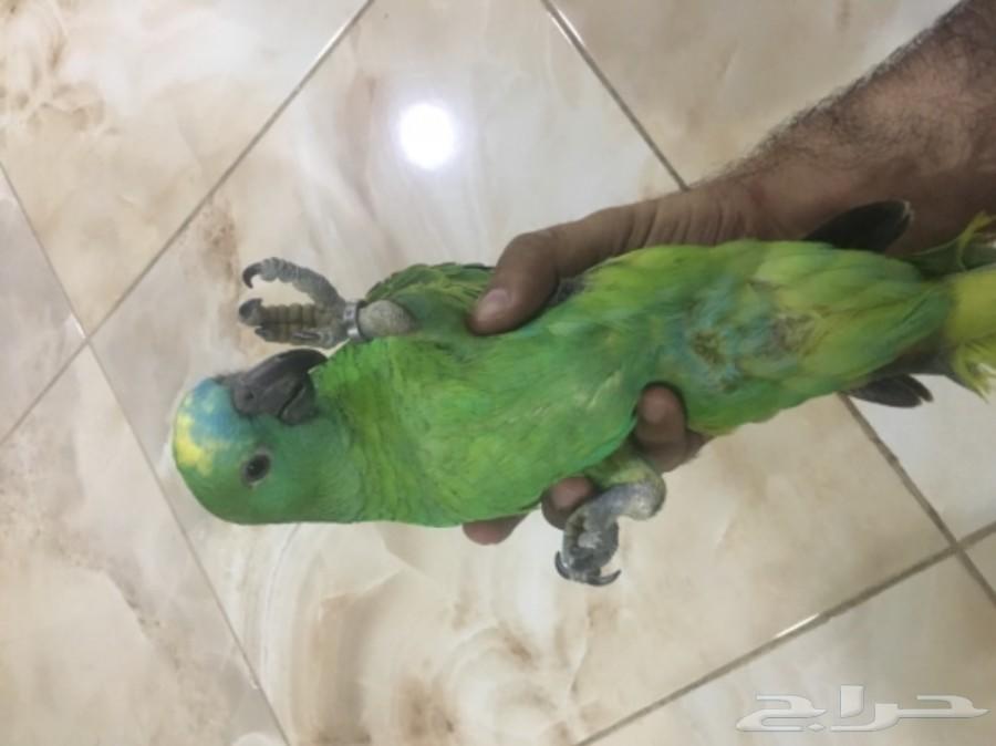 ببغاء أمازوني بلوفرنتد