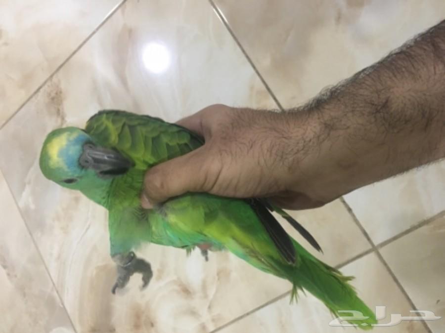 ببغاء أمازوني بلوفرنتد