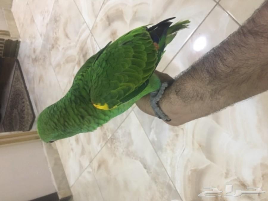 ببغاء أمازوني بلوفرنتد