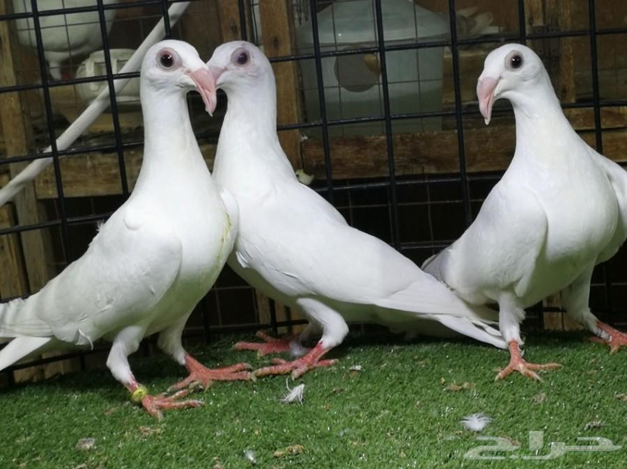 حمام. مرسال ابيض