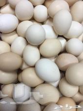 بيض بلدي مائده بجنوب جده