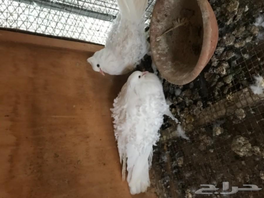 مفتل أبيض مع فرخ (( المخواة))