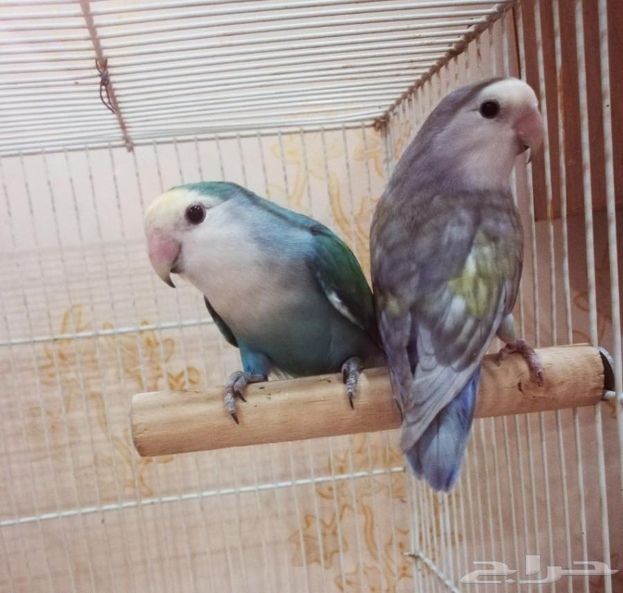 زوج روز جاهز للبيع(تم البيع)