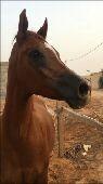 ااي عامل من السودان تبغاه تواصل معي