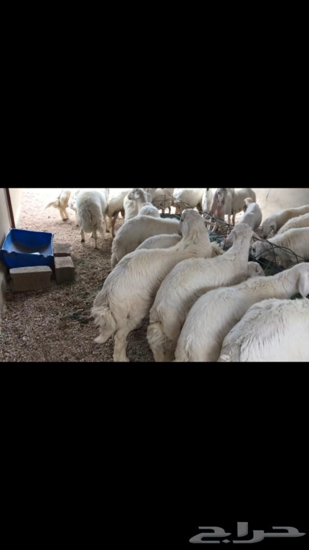 خرفان للبيع خميس مشيط وابها وضواحيها
